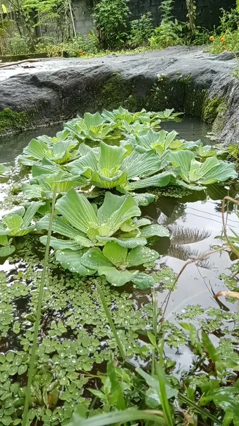 Natural pond Stock Footage 204754152