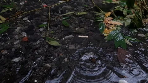 Natural Pond Видео 237757296
