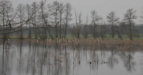 Natural pond with leafless trees and moor plants at cloudy cold day in spring Stock Footage 267622991