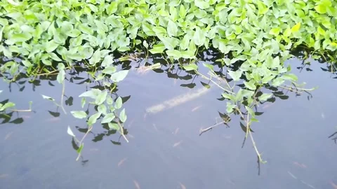 Natural pool Video stock 169941724