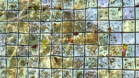 Natural Pool Water with Fallen Leaves and Shimmering Light Patterns Stock Footage 337696935