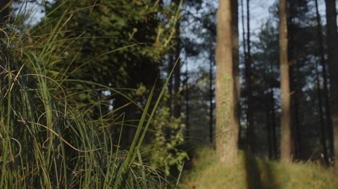A Natural Pretty Pine Tree Forest Close To Sunset Stock Footage 60406967