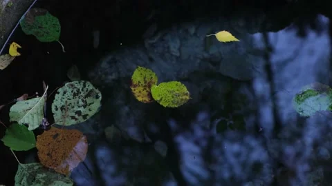 Natural puddle bottom with colored leaves, twig, forest plant under reflected Stock Footage 167975243