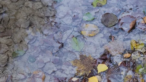 Natural puddle bottom with colored leaves, twig, forest plant under reflected Stock Footage 167976979