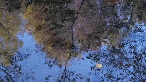 Natural puddle bottom with colored leaves, twig, forest plant under reflected Video stock 170162620