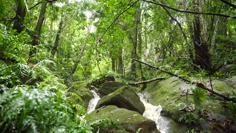 Natural rain forest environment with lush green wet foliage  Stock Footage 151123369