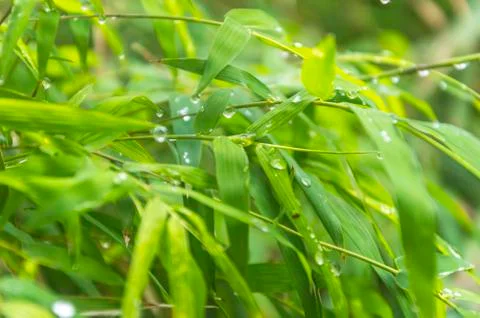 Natural raindrops Stock Photos