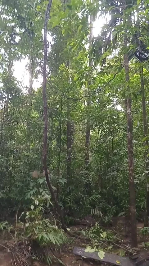 Natural Rainforest 스톡 동영상 316482749