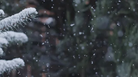 Natural randomly falling snow on a background of blue spruce branches. Stock Footage 256795213