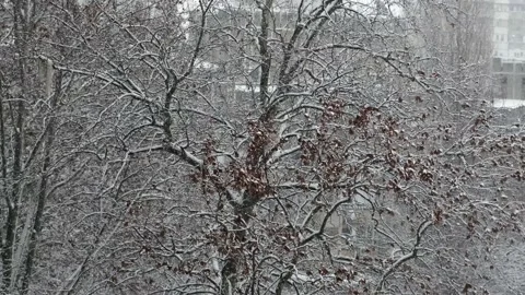 Natural Randomly Falling Snow Video stock 177526786