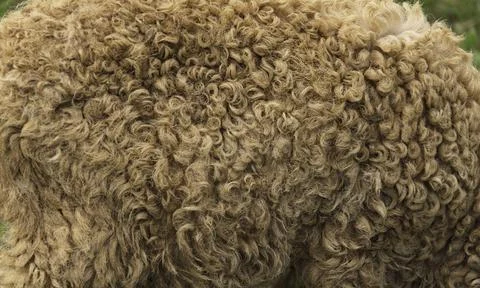 Natural raw sheep wool, selective focus with seamless texture background. Stock Photos