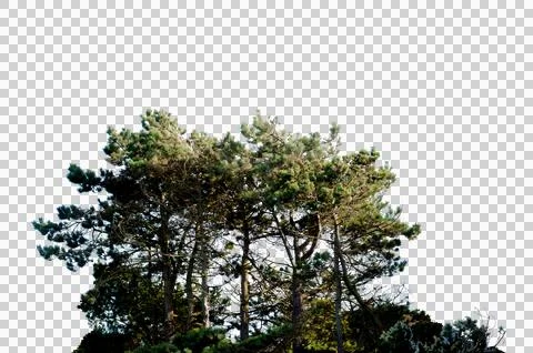 Natural real group of pine trees with dense green needles Fotos de archivo