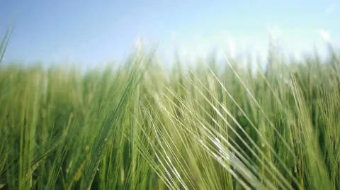 Natural recourses wheat field 動画素材 24995191
