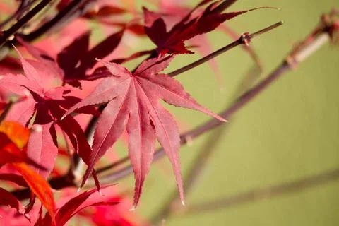 Natural red maple leaf background natural red maple leaf background with s... Stock Photos