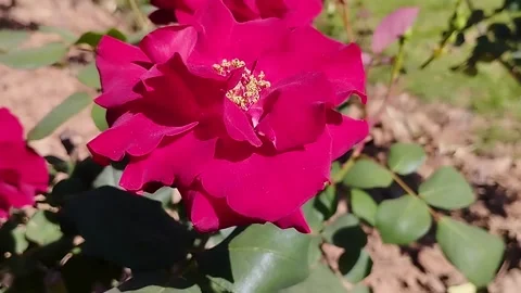 Natural Red Rose Blowing in the wind spring season Stock Footage 330155837