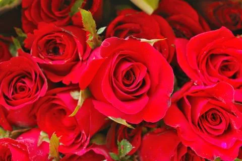 Natural red roses background Stock Photos