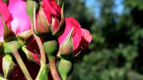 Natural Red Roses Stock Footage 99117385