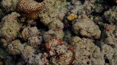 Natural Reef Bottom Texture in Shallow Coastal Water Vídeo Stock 341909418