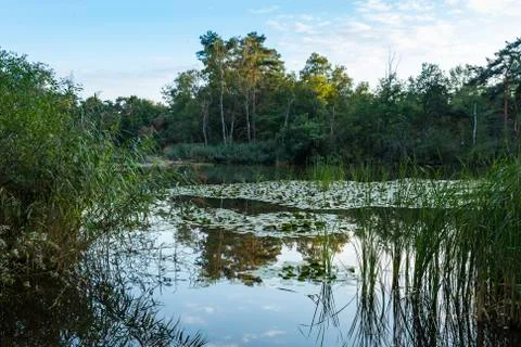 Natural reflection in the lake Stock Photos