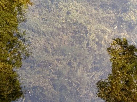 Natural Reflection Stock Photos