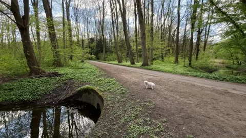 Natural Reflection of Trees and Sky on Water in Amsterdam Forest 스톡 동영상 334149982