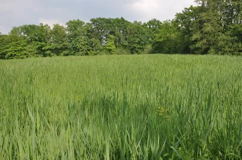 Natural reservation Foto stock