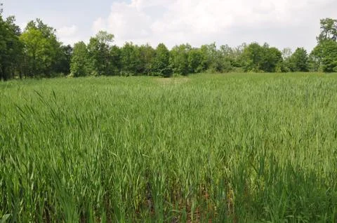 Natural reservation Stock Photos