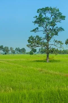 Natural rice field Stock Photos