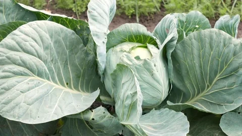 Natural ripe cabbage on a vegetable garden Stock Footage 137745433