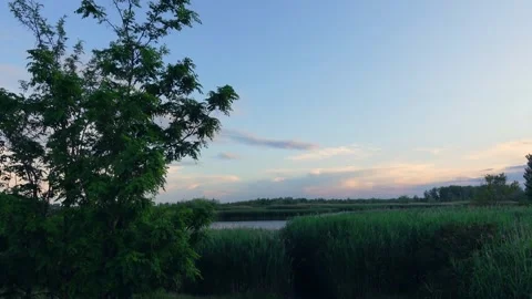 Natural River Area Vegetation Stock Footage 155599485