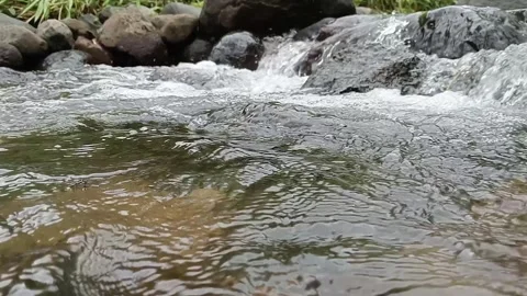 Natural River Current Flowing Over Stones Close-Up Shot Stock Footage 330351481