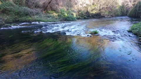 Natural River Current Flowing Through Autumn Forest Stock Footage 339284247