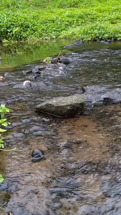 Natural river flow Stock Footage 206011326