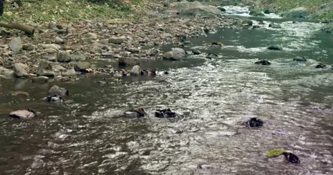 Natural River Flowing Stock Footage 47626225