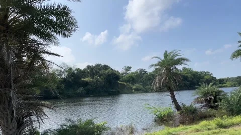 Natural River Flowing Through Forest Landscape Video stock 317997768