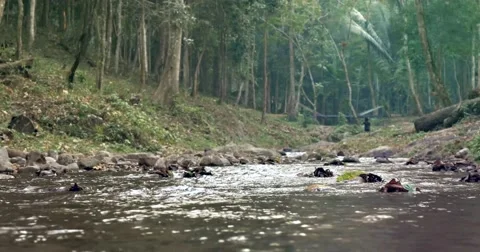 Natural River In The Forest Stock Footage 47625529
