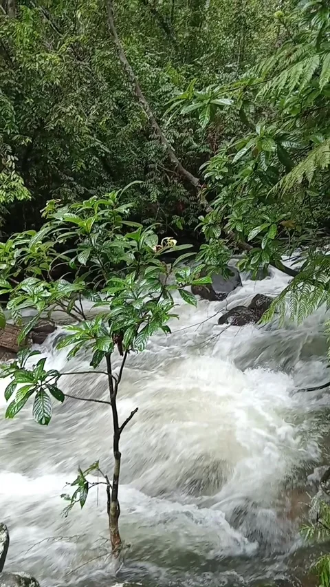 Natural  River in a Rainforest 스톡 동영상 317448801