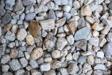 Natural river stone texture background with a dried leaf. Fotos de archivo
