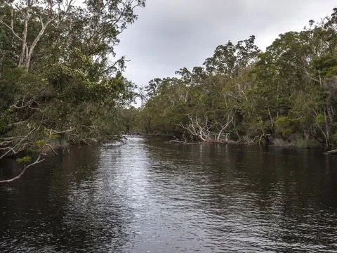 Natural river surrounded by dense forest with overhanging branches Stock Photos