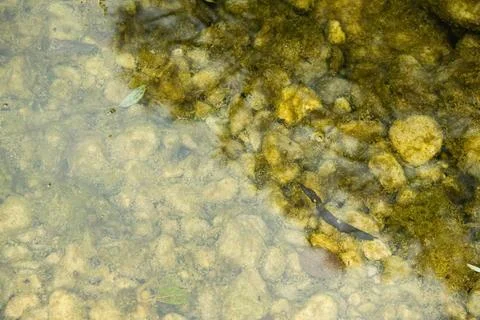 Natural Riverbed Texture with Smooth Pebbles Stock Photos