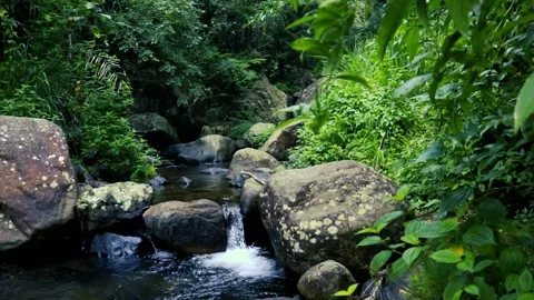 Natural rivers in the forest Vídeos de archivo 241255316
