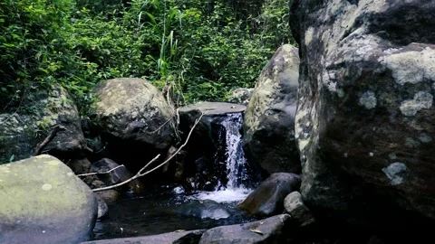 Natural rivers in the forest Vídeos de archivo 242567310