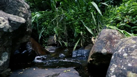 Natural rivers in the forest Vídeos de archivo 242574367