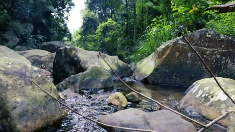 Natural rivers in the forest Vídeos de archivo 242582227