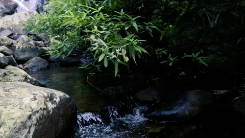 Natural rivers in the forest Stockbeeldmateriaal 242971407