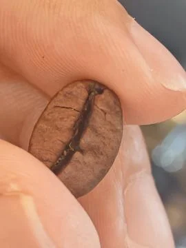 Natural Roasted Coffee Bean Macro Held Between Fingers Stockfoto's