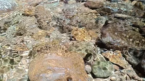 Natural Rocky Stream Flowing in Forest Landscape Stock Footage 329773518