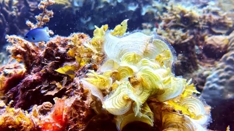 Natural Rosette Patterns on Tropical Reef Stock Footage 337737110