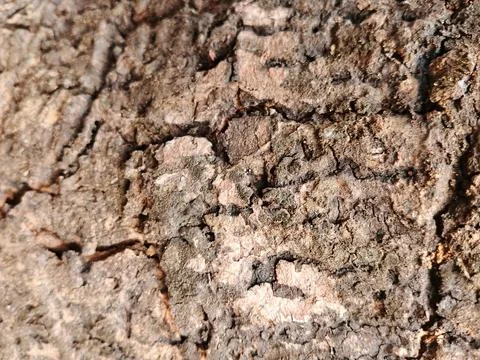 Natural Rough Tree Bark Texture Close Up Background Stock Photos