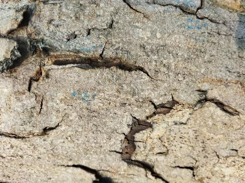 Natural Rough Tree Bark Texture Macro Background Stockfoto's